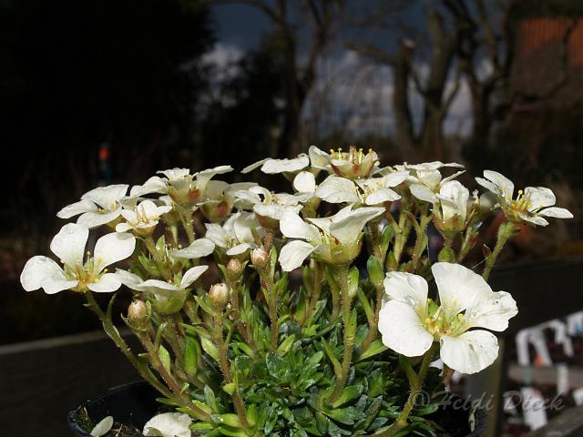 Saxifraga Allan MArtin.JPG